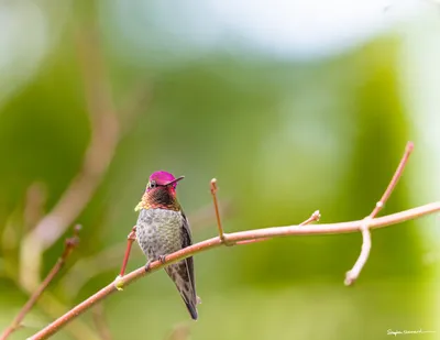 Hummingbirds of the Pacific Northwest