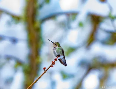 Hummingbirds of the Pacific Northwest