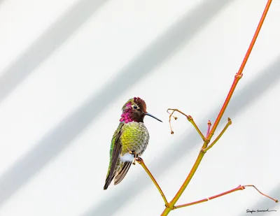Hummingbirds of the Pacific Northwest