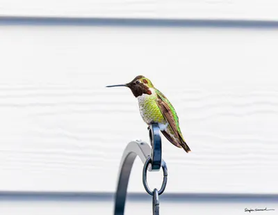 Hummingbirds of the Pacific Northwest