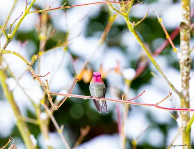 Hummingbirds of the Pacific Northwest