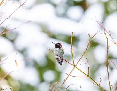 Hummingbirds of the Pacific Northwest