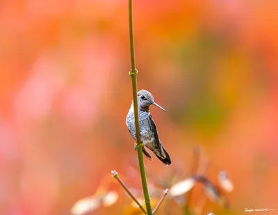 Hummingbirds of the Pacific Northwest