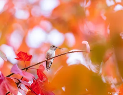 Hummingbirds of the Pacific Northwest