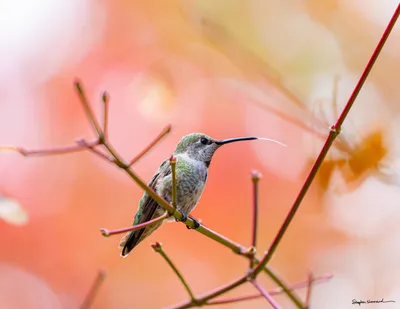 Hummingbirds of the Pacific Northwest