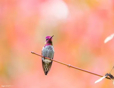 Hummingbirds of the Pacific Northwest