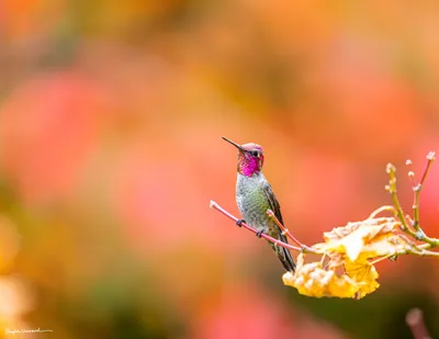 Hummingbirds of the Pacific Northwest