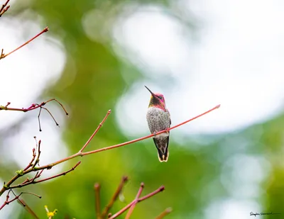Hummingbirds of the Pacific Northwest