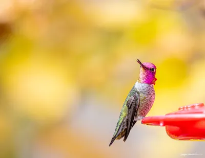 Hummingbirds of the Pacific Northwest