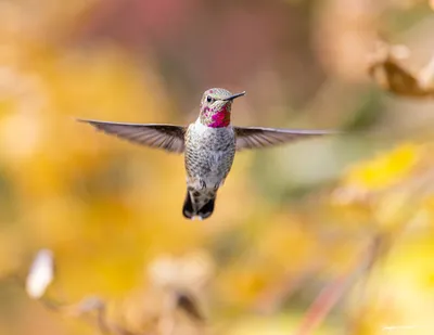 Hummingbirds of the Pacific Northwest