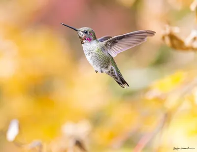 Hummingbirds of the Pacific Northwest