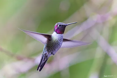 Hummingbirds of the Pacific Northwest