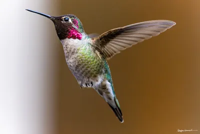 Hummingbirds of the Pacific Northwest