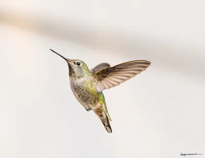 Hummingbirds of the Pacific Northwest
