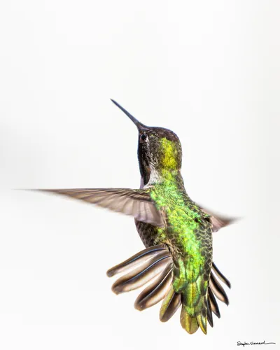 Hummingbirds of the Pacific Northwest