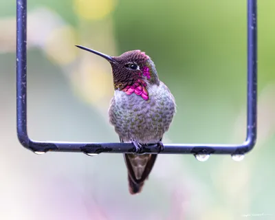 Hummingbirds of the Pacific Northwest