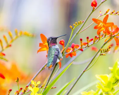 Hummingbirds of the Pacific Northwest