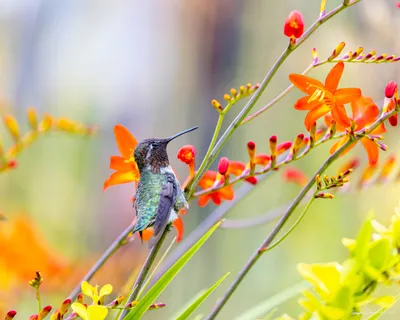 Hummingbirds of the Pacific Northwest
