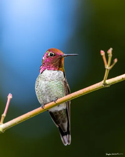 Hummingbirds of the Pacific Northwest