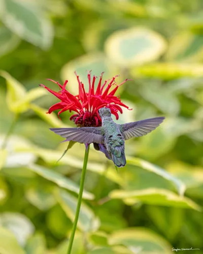 Hummingbirds of the Pacific Northwest