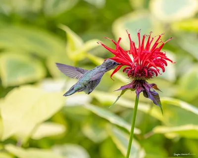 Hummingbirds of the Pacific Northwest