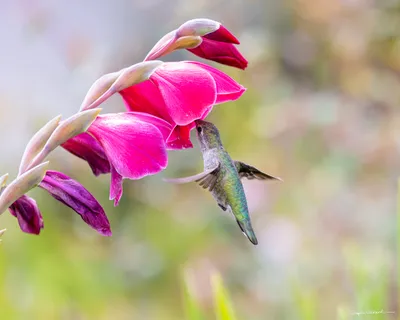 Hummingbirds of the Pacific Northwest