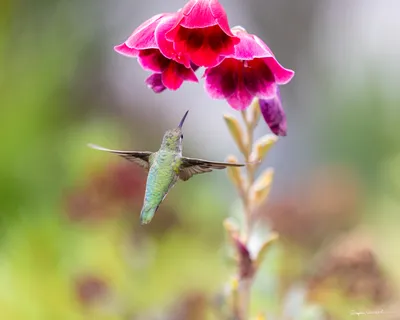 Hummingbirds of the Pacific Northwest