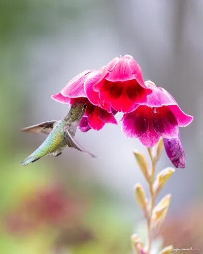 Hummingbirds of the Pacific Northwest