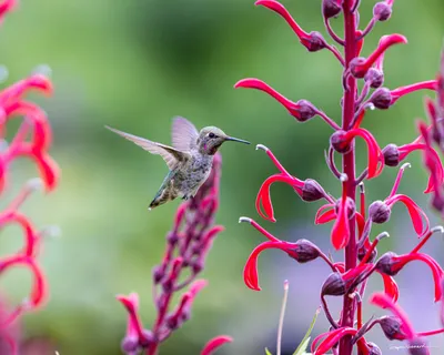 Hummingbirds of the Pacific Northwest