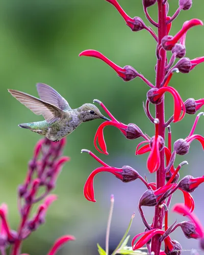 Hummingbirds of the Pacific Northwest