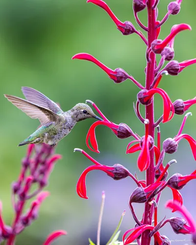 Hummingbirds of the Pacific Northwest