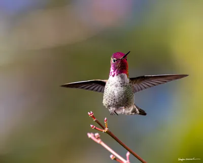 Hummingbirds of the Pacific Northwest