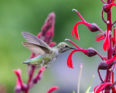 Hummingbirds of the Pacific Northwest