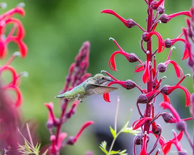 Hummingbirds of the Pacific Northwest