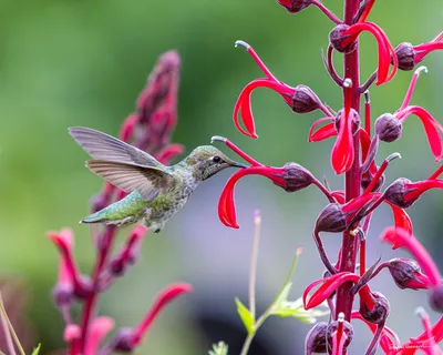 Hummingbirds of the Pacific Northwest