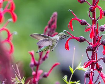 Hummingbirds of the Pacific Northwest