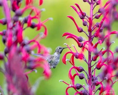 Hummingbirds of the Pacific Northwest
