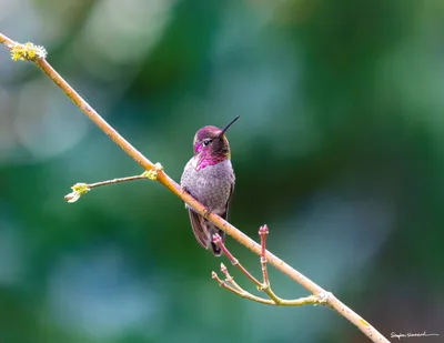 Hummingbirds of the Pacific Northwest