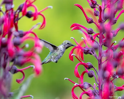 Hummingbirds of the Pacific Northwest