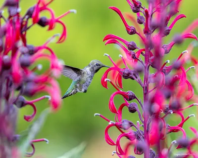 Hummingbirds of the Pacific Northwest