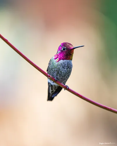 Hummingbirds of the Pacific Northwest