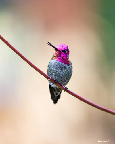 Hummingbirds of the Pacific Northwest