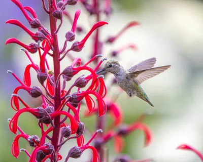 Hummingbirds of the Pacific Northwest