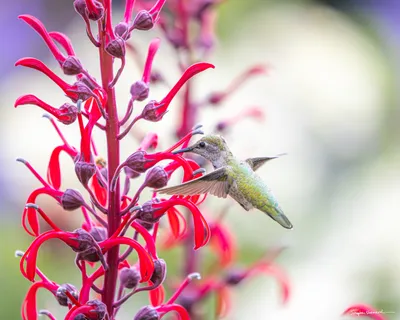 Hummingbirds of the Pacific Northwest