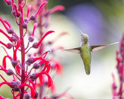 Hummingbirds of the Pacific Northwest