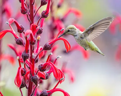Hummingbirds of the Pacific Northwest
