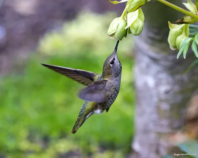 Hummingbirds of the Pacific Northwest