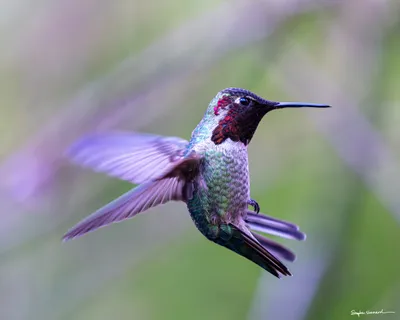 Hummingbirds of the Pacific Northwest