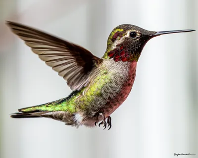 Hummingbirds of the Pacific Northwest