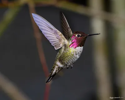 Hummingbirds of the Pacific Northwest